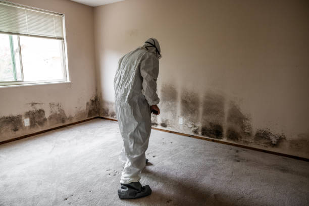Certified Mold Removal in Belvidere, NJ