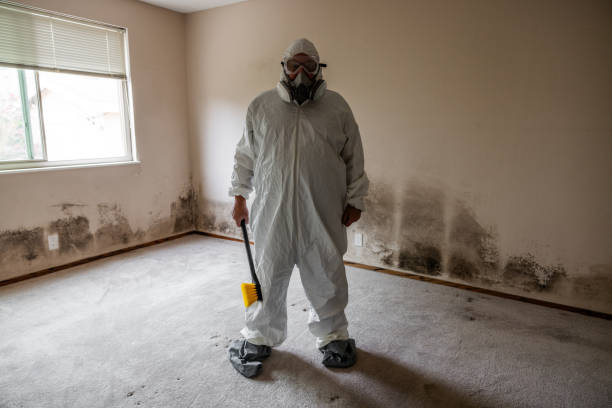 Best Affordable Mold Removal  in Belvidere, NJ